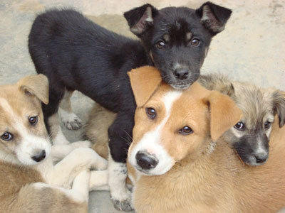 small mutts for sale
